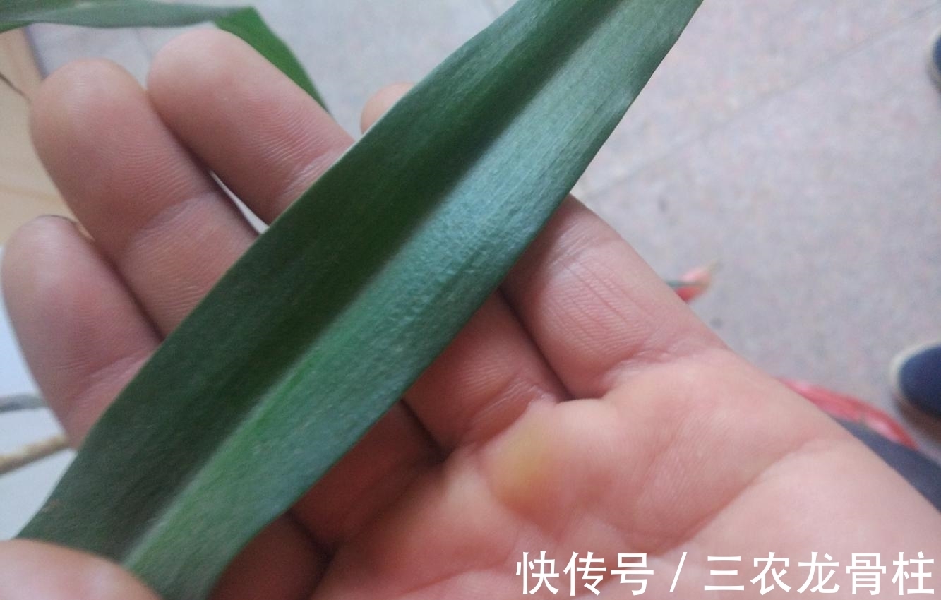 健壮|知道了这几点, 吊兰长的又高又健壮, 叶片比君子兰的叶片还宽