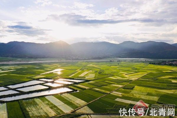 遮放米|酸茶配米饭 人人都点赞“芒市谷子遮放米”亮出城市“白金名片”