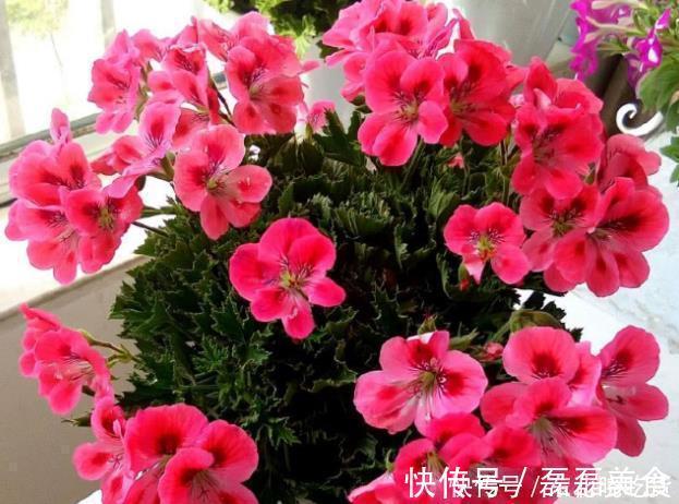 新手养护花卉，就养沾土就活，见光就旺的花卉，花开一整年！