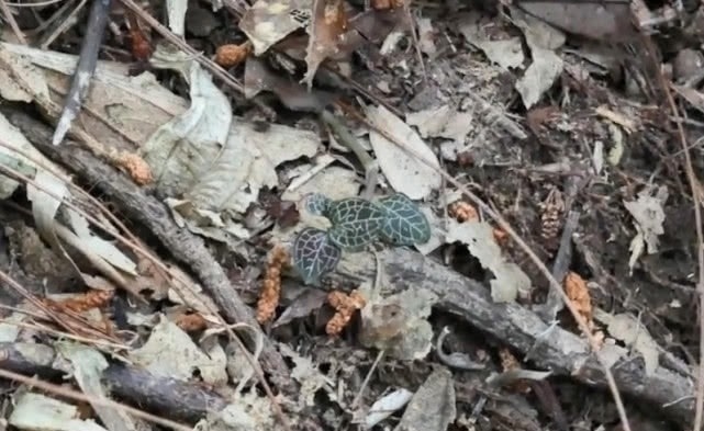 野花野草|大山里一种珍稀植物,市场上一斤好几百,妹子两小时只摘到一小把