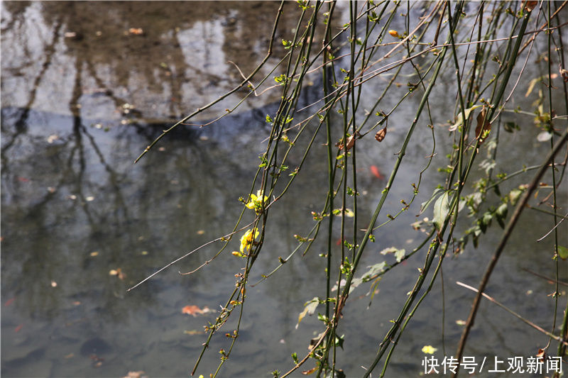 花开春意浓！黄浦美景等你来赏