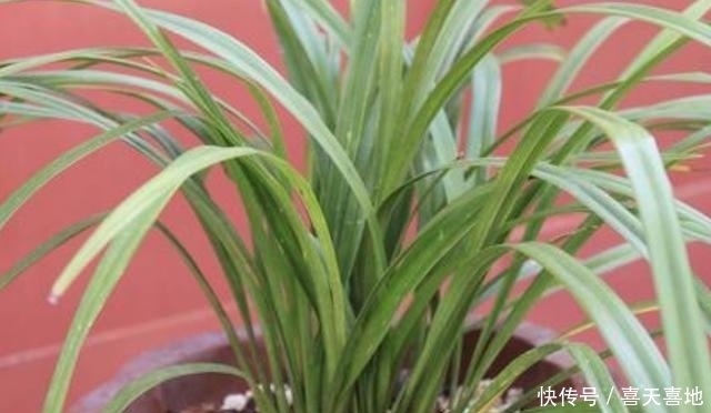 养花就养大花蕙兰,盆栽长势旺,花开一簇接一簇,花期又长