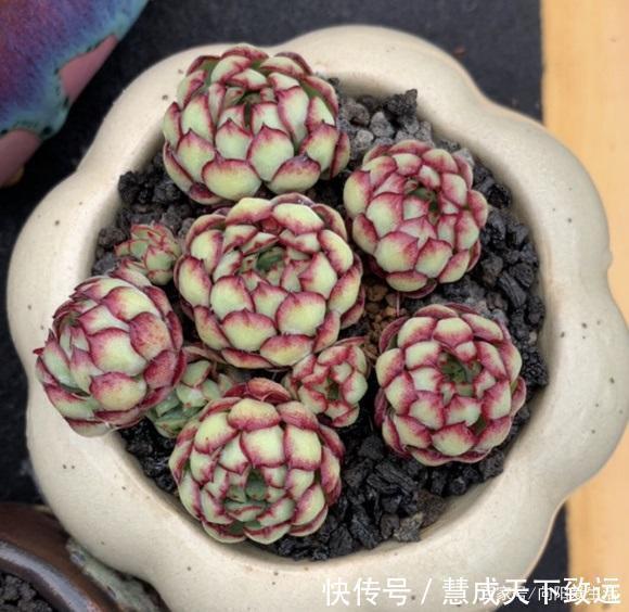 露天|高温季节，多肉选择露养最安全，浇水多注意，夏季不能浇太对