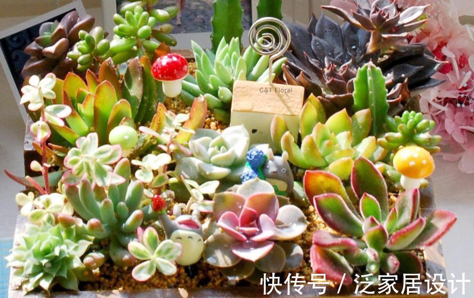 养殖|多肉盆栽长得慢?错了,套袋子一闷,茎叶疯长又透亮水灵