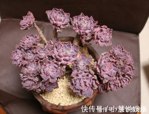 杂交品种|20款高贵梦幻紫色多肉,养一盆“紫气东来”,总有一款是你喜欢的