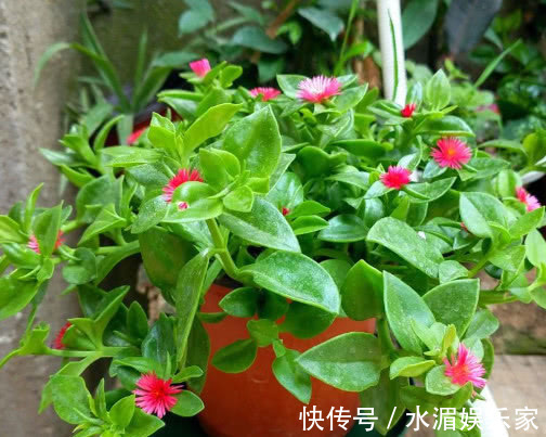 枝条|牡丹吊兰如何扦插教你3个小步骤，扦插后不仅生根快长势更旺盛
