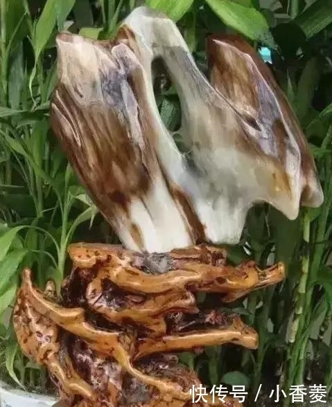 虫子|2亿年前的五条虫子 与大树一起变成了玉石!