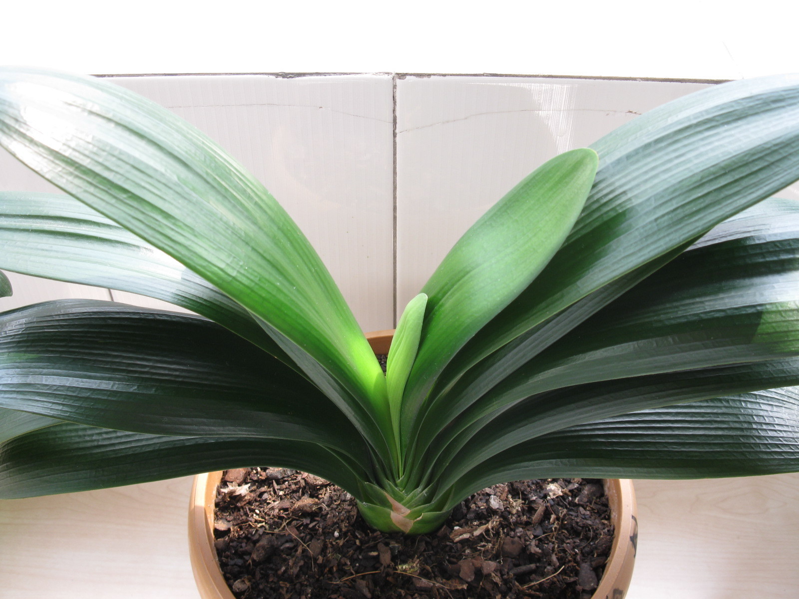 君子兰难度夏养护注意“1多3少”,顺利过夏天,长得叶绿花艳