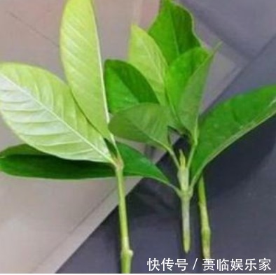 终于等到了扦插季，这两种花赶紧买，以后就不用买了！