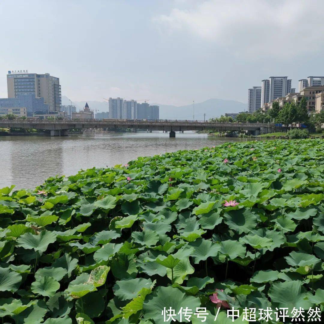 塘河|【云溪山人游记】?瓯海荷塘月色公园