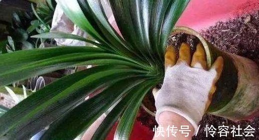 盆里扔2样东西,养花10年不烂根,叶子油光瓦亮,花苞挂满枝头