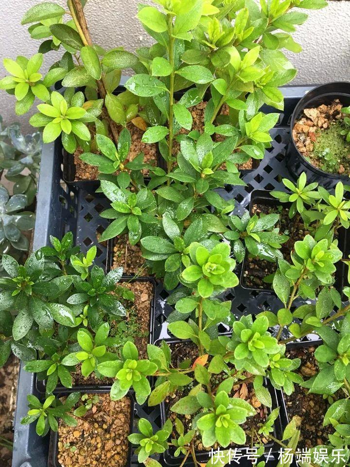 最难养的6种花，买一盆死一盆，想想都生气！