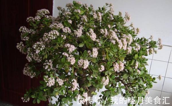 此7种盆栽没人管都不会死,比仙人掌还好养