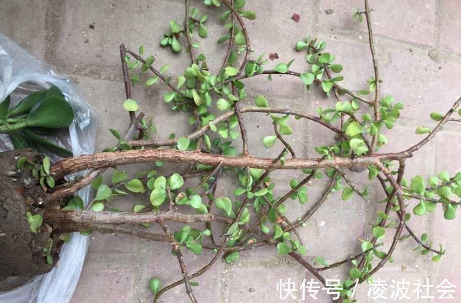 漂亮|养金枝玉叶,做到4点,长成粗壮老桩,漂亮又精致