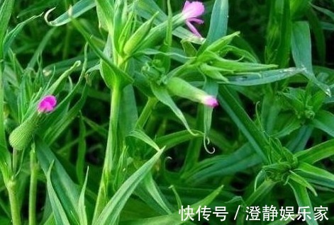 拔除|若是在房屋附近见到“香炉草”，不要随意拔除，价值很珍贵