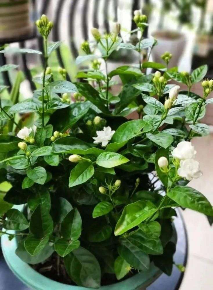 5度以下，常见的21种花必须断水，不然都烂根了