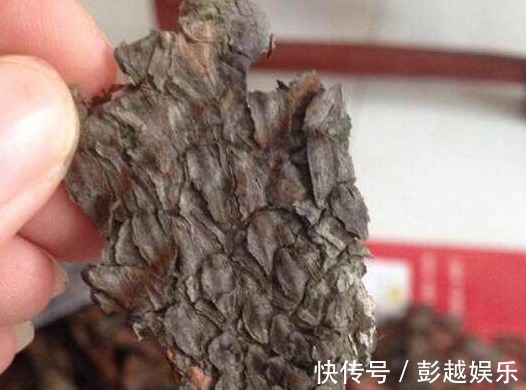 君子兰用“它”养,10年不施肥,新芽呼呼窜,开完一次又一次!