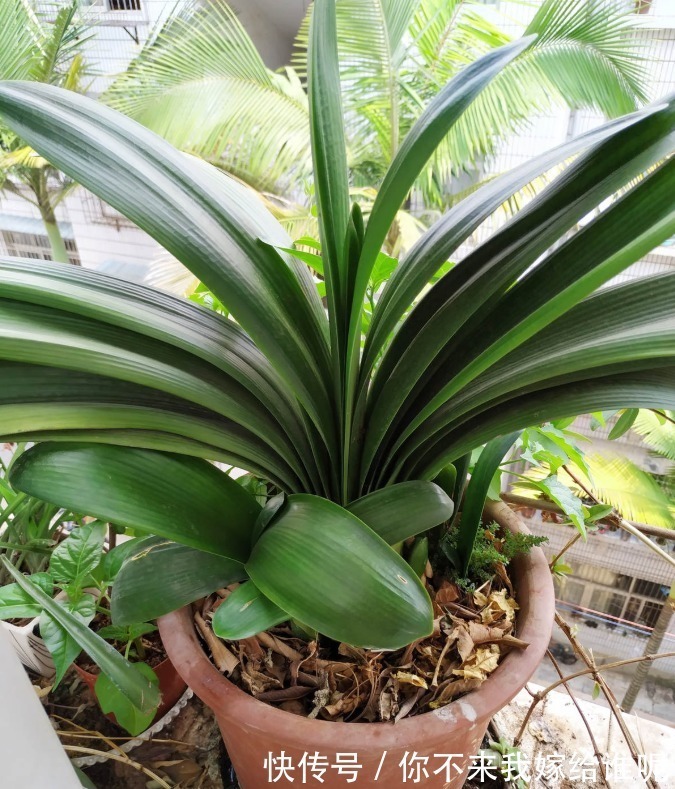 氮肥液|君子兰3大养护难题,一次性给你解决,今年准时开花!