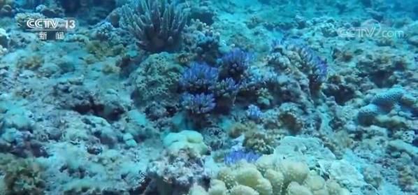 我国实施重大工程 改善海洋生态环境 世界海洋日·关注海洋生物多样性   海洋生物