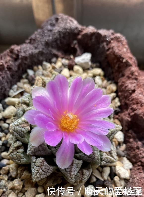 银冠玉|这种多肉很昂贵,50天不浇水,浇一次抗3个月,比仙人球好养