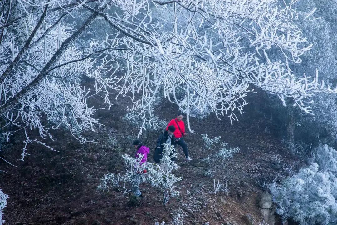 庆元县|不是初雪，胜似初雪，庆元雾凇，宛若仙境！