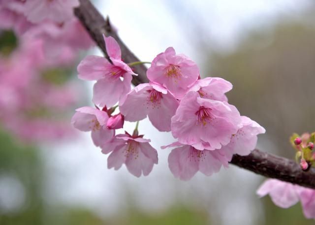 太美了！钱江新城一整排“阳光樱”开了，今年是它们第一次跟杭州市民见面