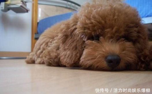 贵宾犬最容易患的5大疾病 你的狗狗有过没 快资讯