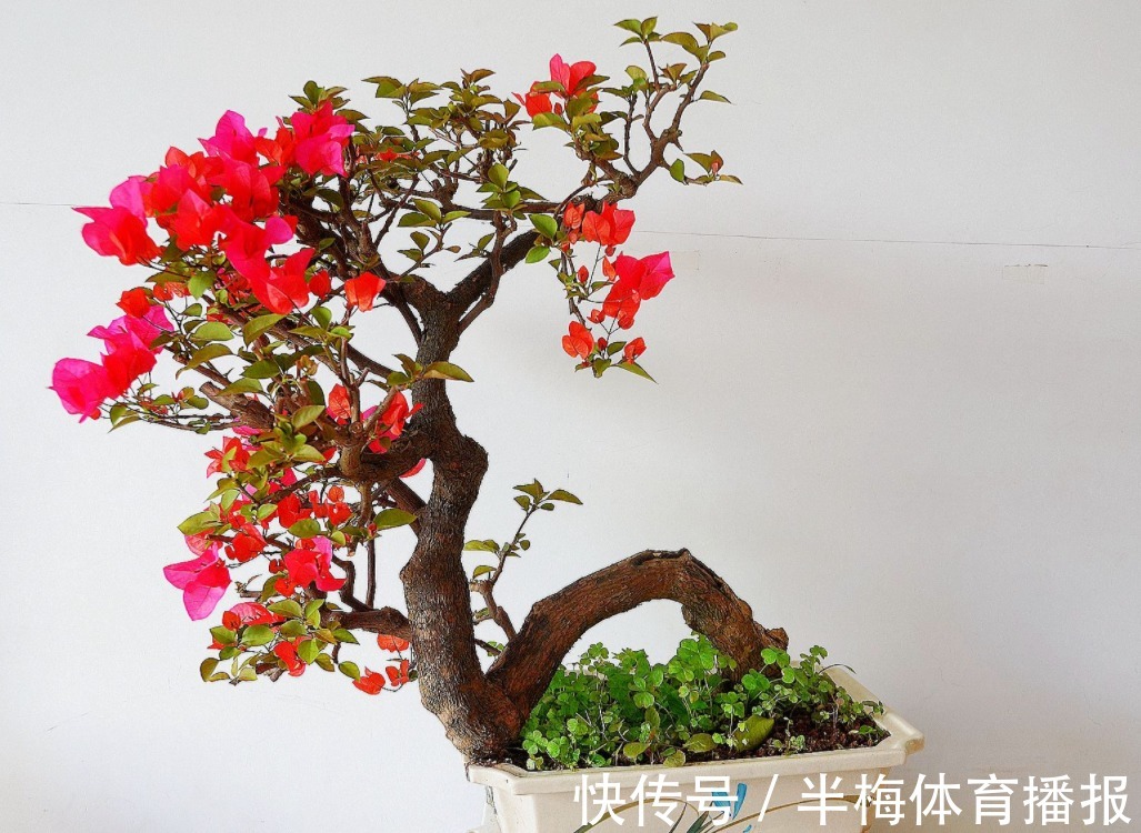 家庭养三角梅，不达到这4个条件，盆栽很难四季开花