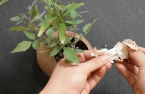 花盆里撒上一点,不管养什么花根壮叶绿爆满盆,再难养的花照样活