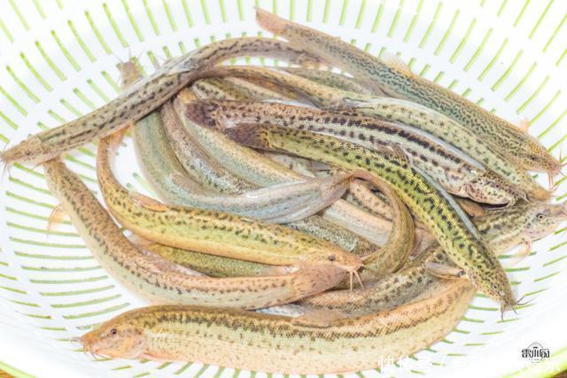 小厨|最好吃的野生鱼,15块钱一斤,物美价廉,肉多刺少,老少皆宜