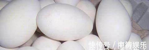 脑神经|怀孕后吃鹅蛋可以去胎毒吗,啥时候吃鹅蛋更好一些