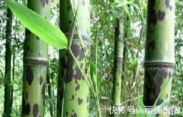 罗邺$十二首含泪写就的古诗词,妙笔生花,却很少有人读过