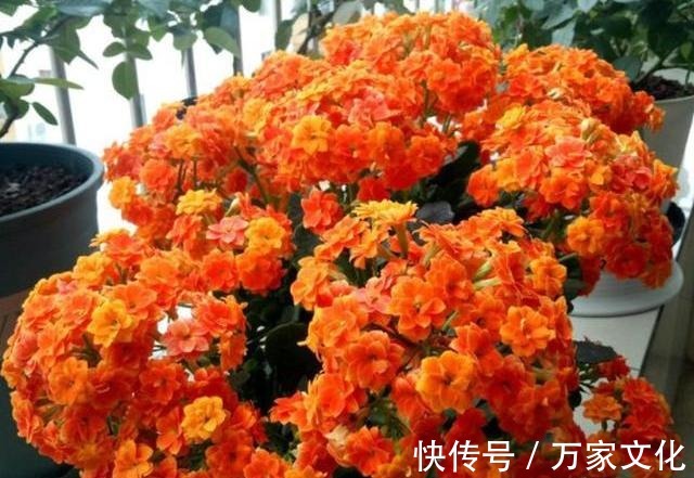 长寿花养一年就扔太可惜了,按此方法养,养成老桩,开花才漂亮