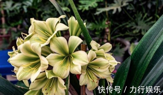 饼肥|提高君子兰开花率的4种“宝贝”,第一种免费,第四种自己能制作