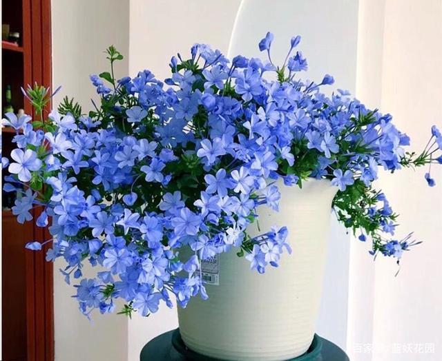 无情的开花机器——蓝雪花