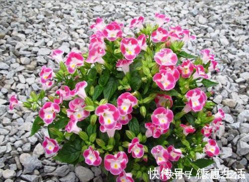 5种耐阴花,家里采光不好也能开花,花期超长,值得拥有!