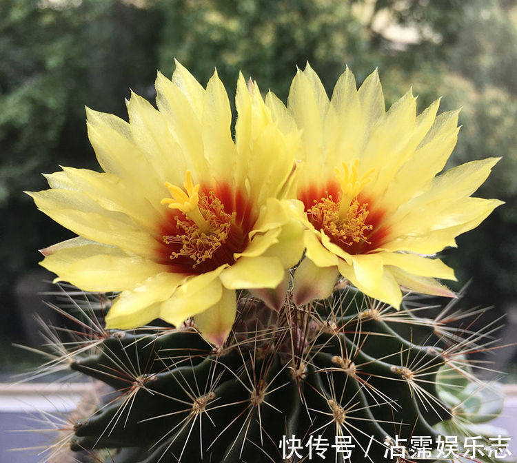 龙王丸|家里养着几款花,开花媲美玫瑰,四季花开,养在阳台生机勃勃