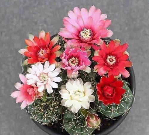 最适合懒人养的5种花,省心又好养,偶尔浇浇水就可以活