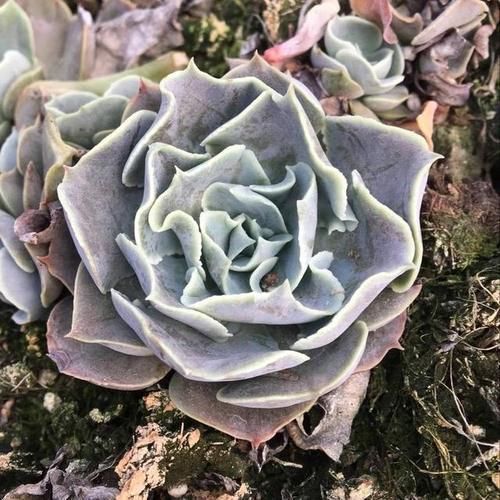 来自“童话里”的6款多肉,满满都是回忆,听名字就很想养上一盆