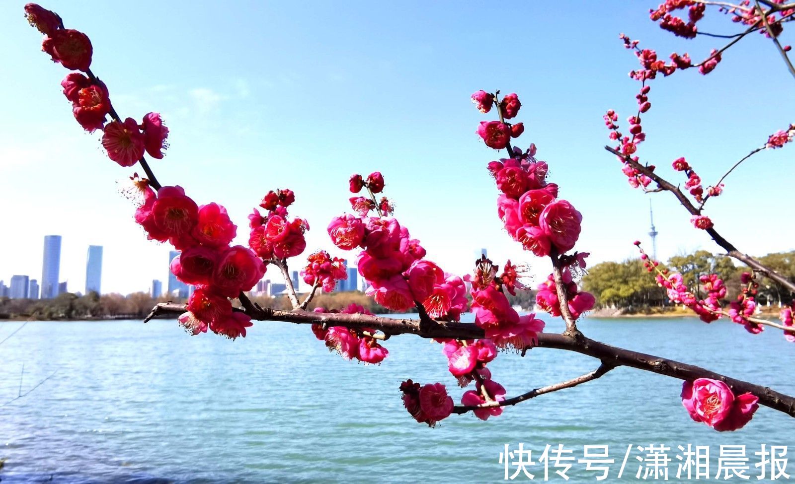梅花|美上热搜的梅花长啥样？周末长沙好去处速来get