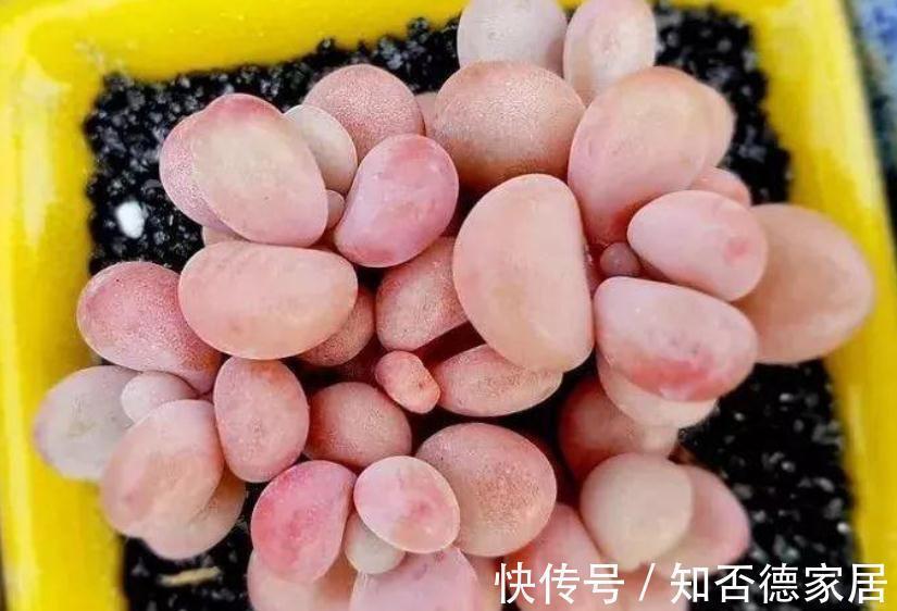朝向|秋季养殖多肉,不管也能上色出状态?错,做好这些才行