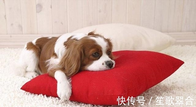 成年犬|缺钙不是老年犬的特有,成年犬也会缺钙,主人要知道怎么补