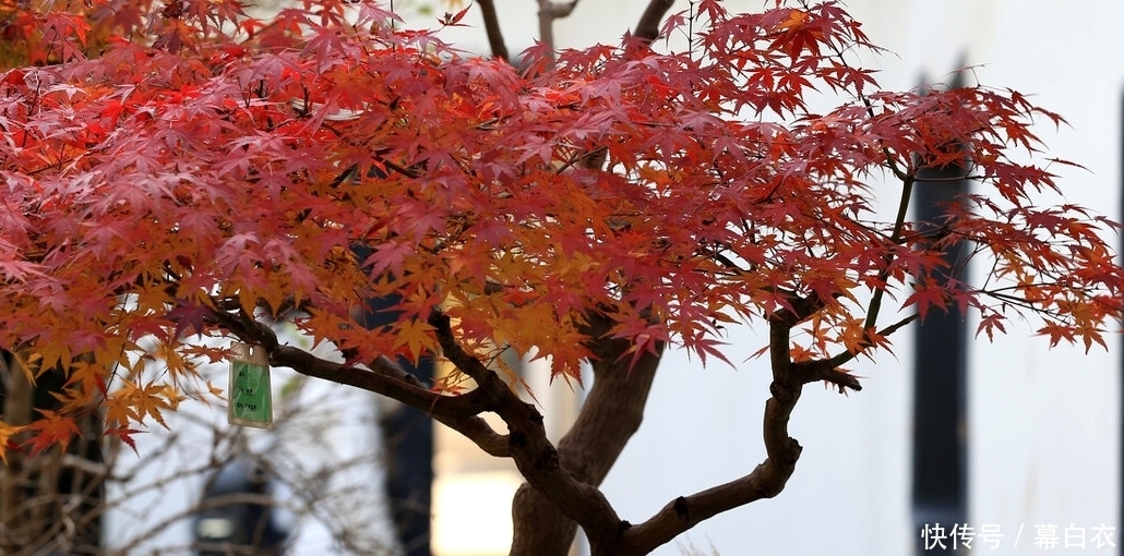 三种“富贵”树，能当盆景“传家宝”，喜庆吉祥上档次