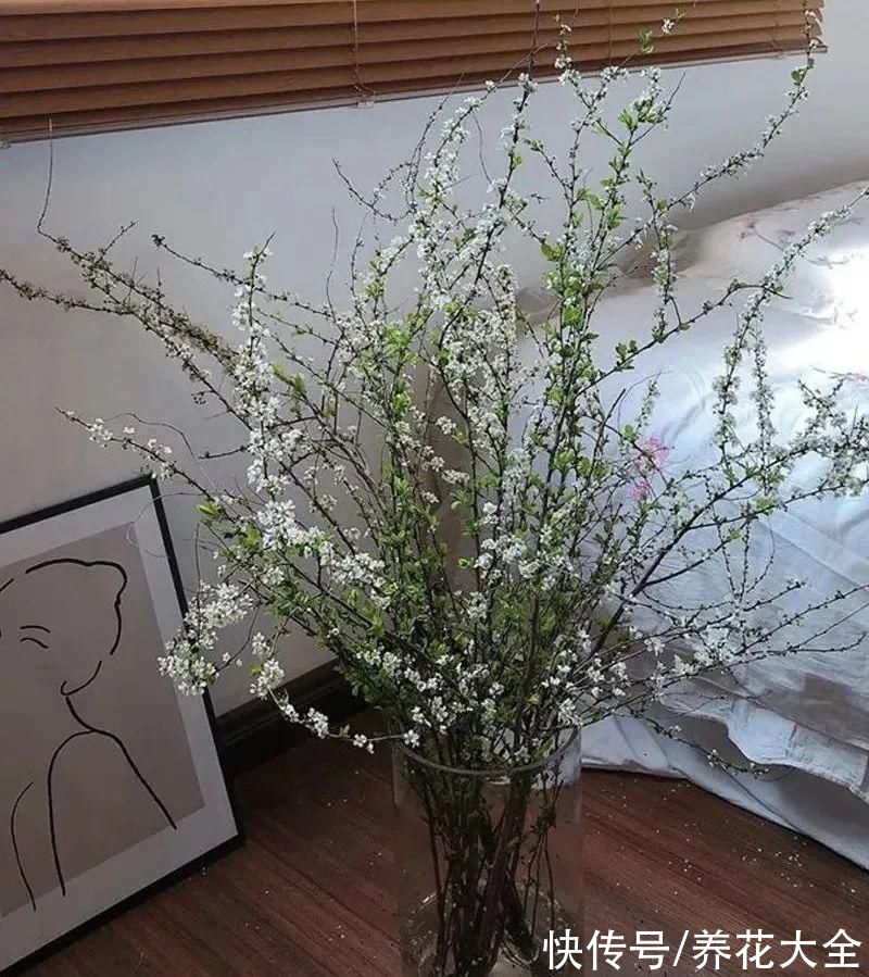 1种花叫“雪柳”,剪几根枝插水里,7天长叶,一个月开花,绝美