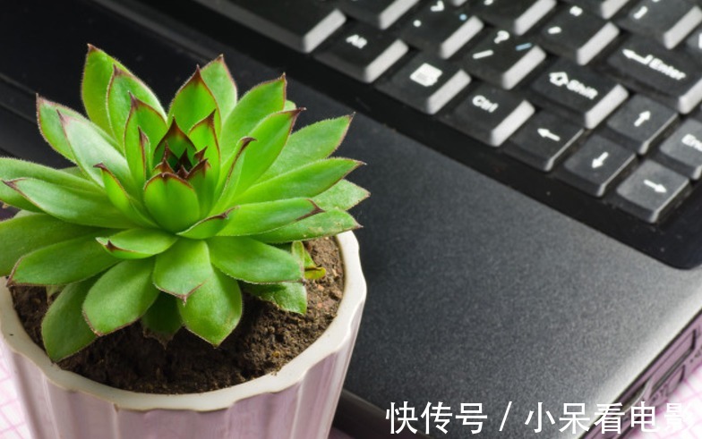 多肉植物观音莲，下崽都是一圈又一圈的，夏季盆栽需谨记3点