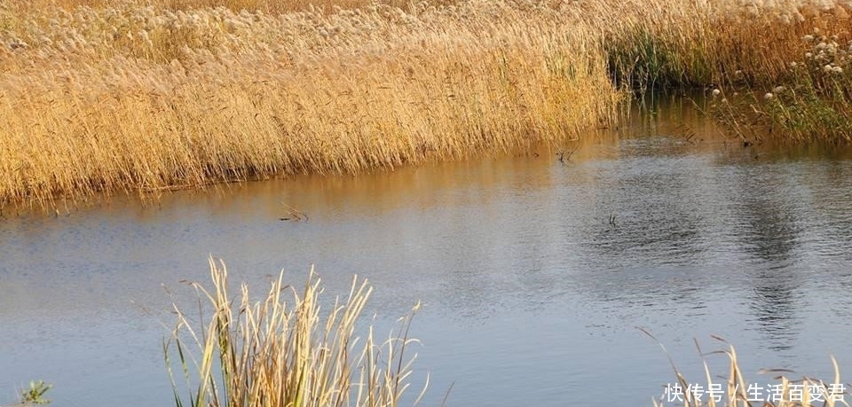 野钓如何快速的判断水域是否有鱼?掌握这七点能快速上手