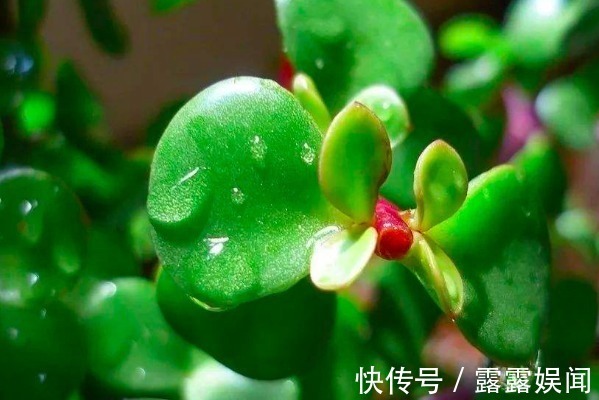 多肉植物|这些多肉植物有毒,不适合养在室内,赶紧记住它们的样子!