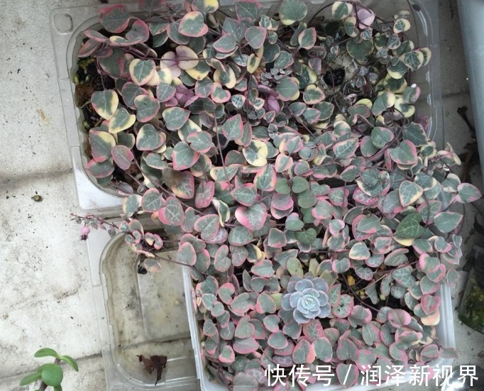 养花|养花不见得要养昂贵的，养几盆便宜的植物，反而能养得更好
