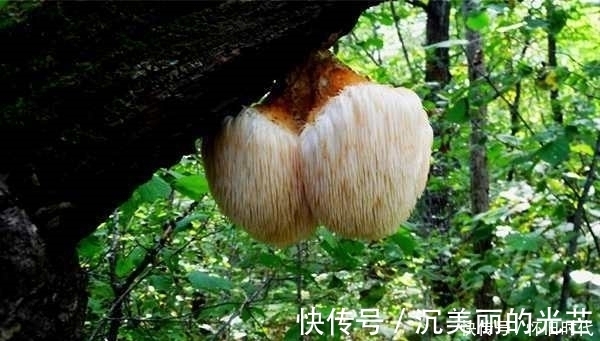 猴头|提个醒：林中遇见此物，随手采回家，对健康有好处，来了解下