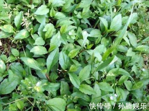 野菜|女性常吃此野菜，杀菌抗炎，妇科病减少了，排毒养颜，越来越漂亮